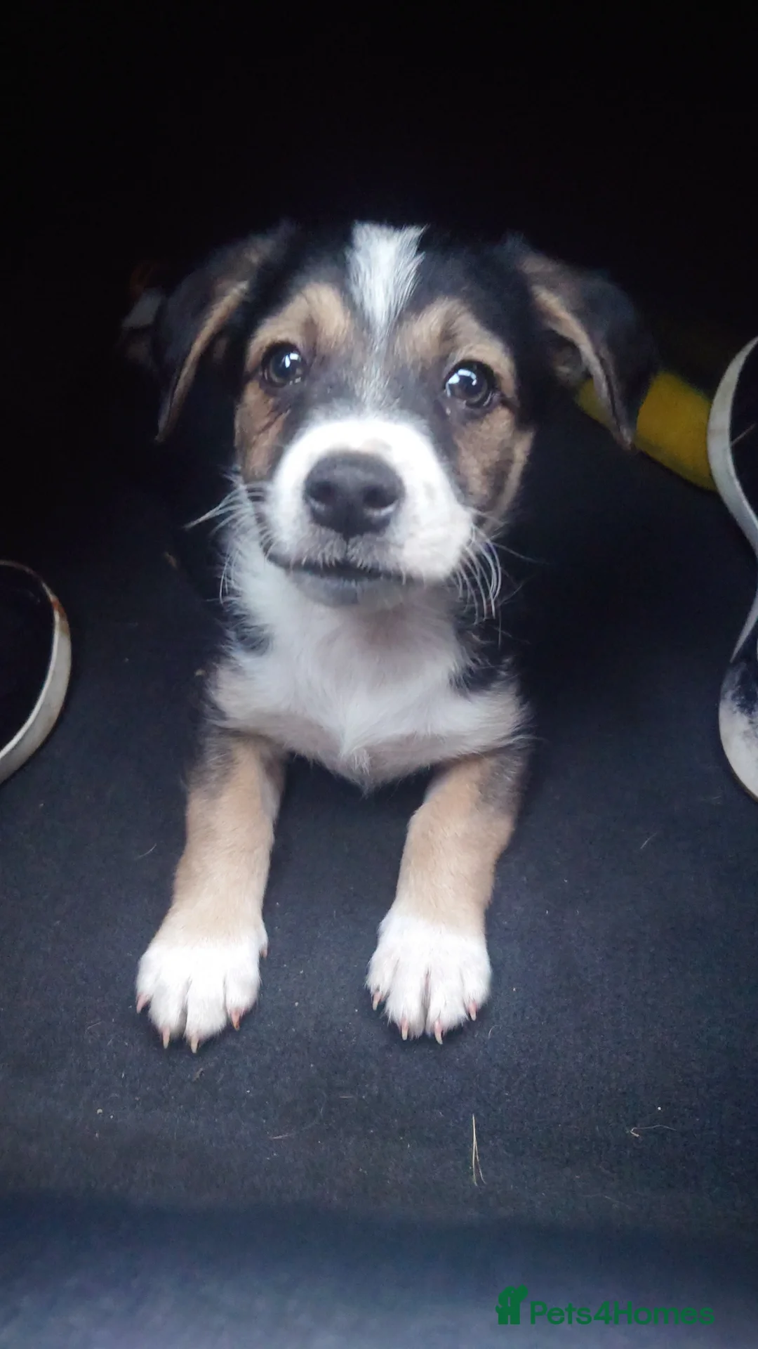 Mixed Breed dogs for stud: Stud Border Collie x Jack Russel  in Watlington - Advert 28