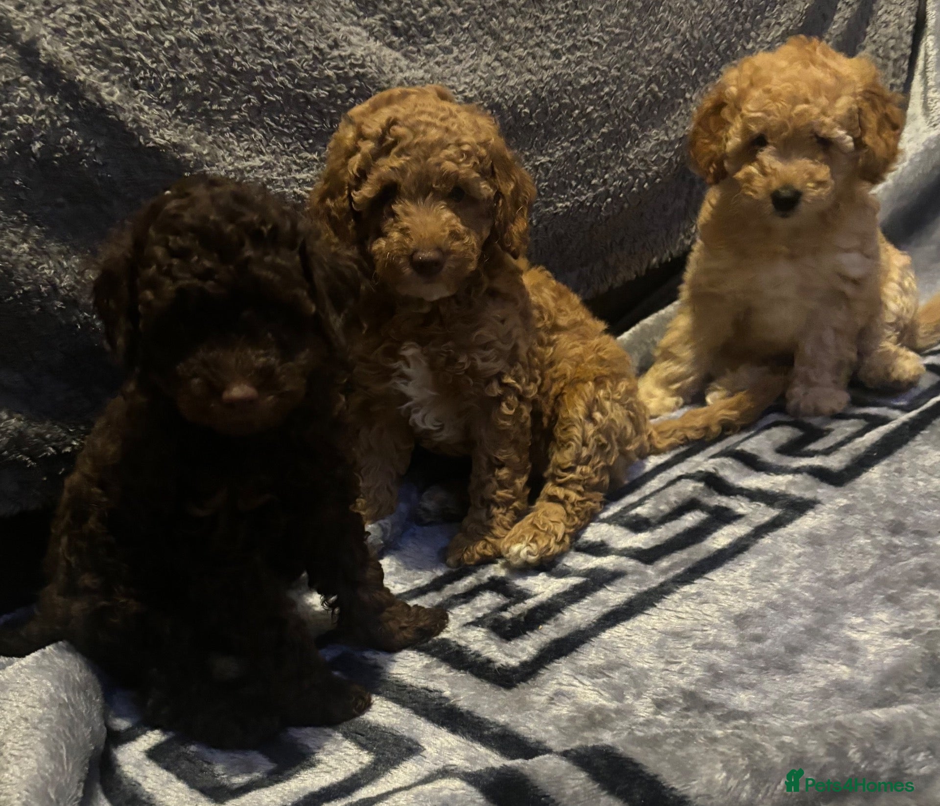 Miniature Poodle dogs for sale: Beautiful Miniature poodles - Advert 2