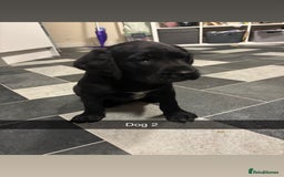 Mixed Breed dogs for sale: Pointer x Labrador puppies - Image 4