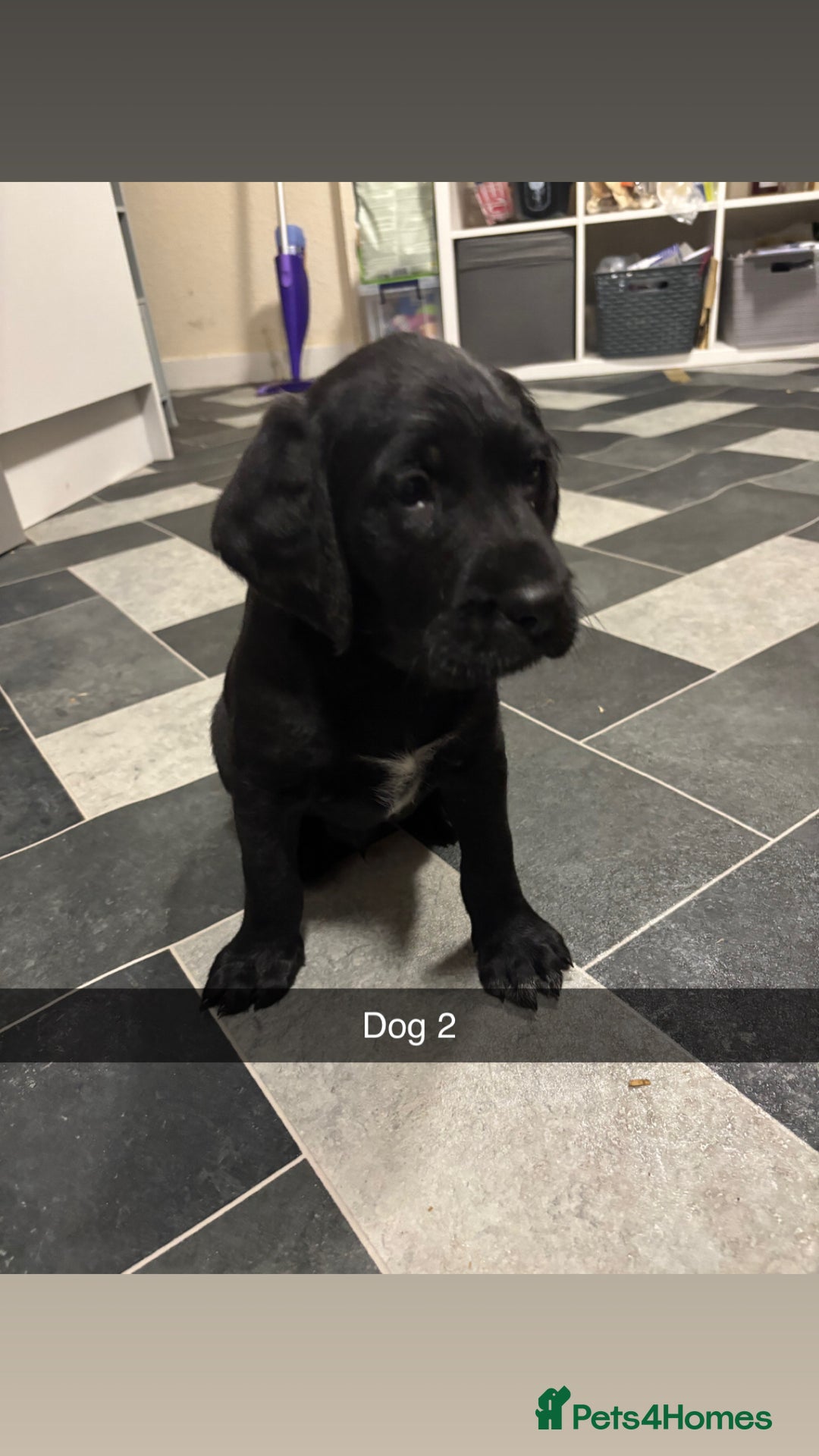 Mixed Breed dogs for sale: Pointer x Labrador puppies - Image 4