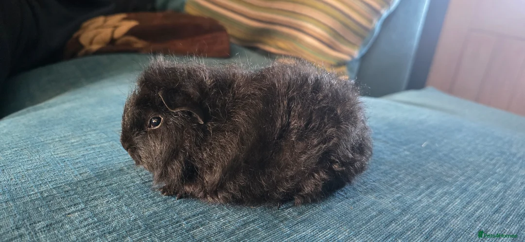 Guinea Pig rodents for sale: Pet boars  - Advert 5