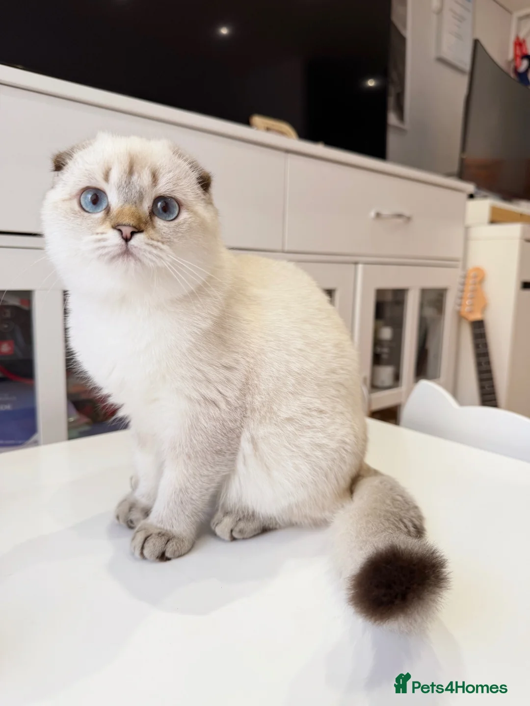 Scottish Fold cats for sale: 🐾 Stunning Scottish Fold Girl  🐾 - Advert 1