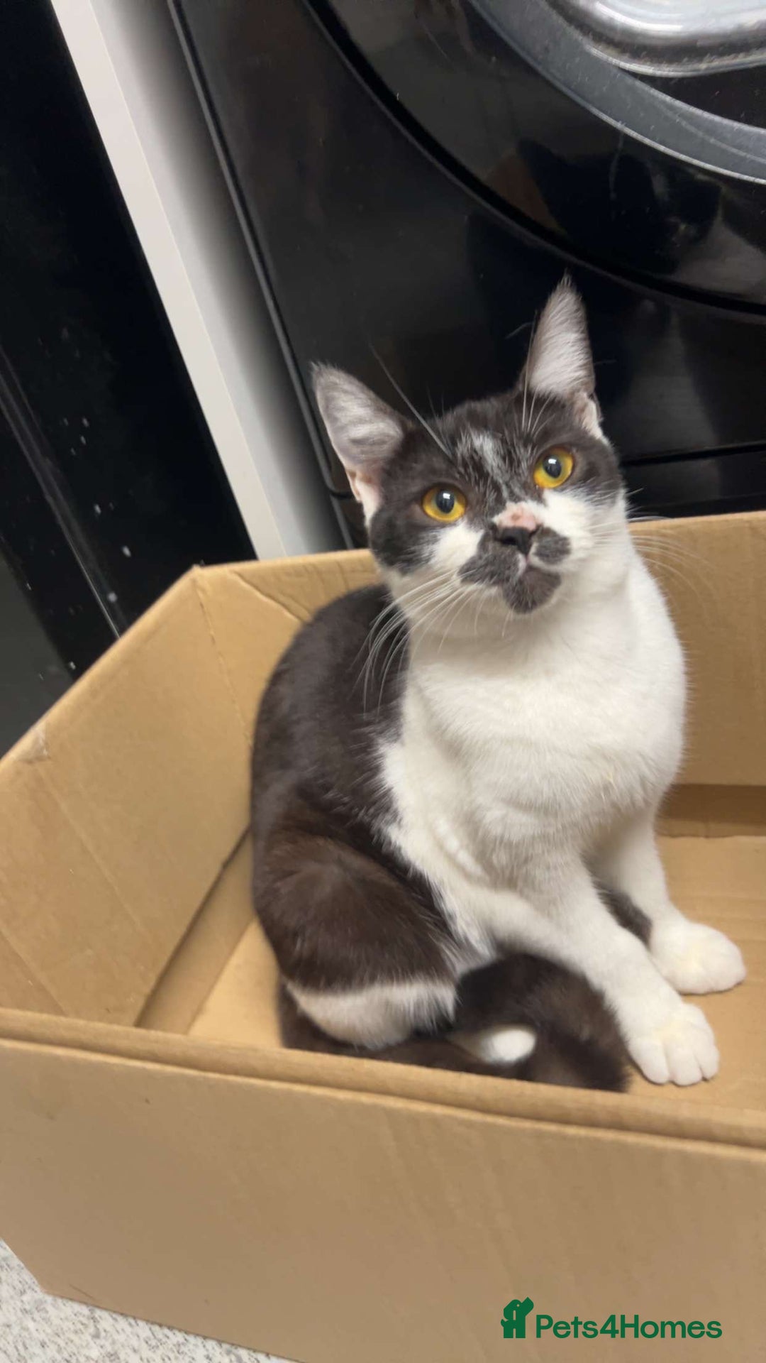 British Shorthair cats for sale: 7 month old British short hair mix kitten  - Image 13