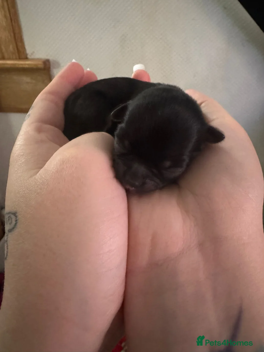 Chihuahua dogs for sale: Chihuahua Puppies looking for a loving home - Advert 2