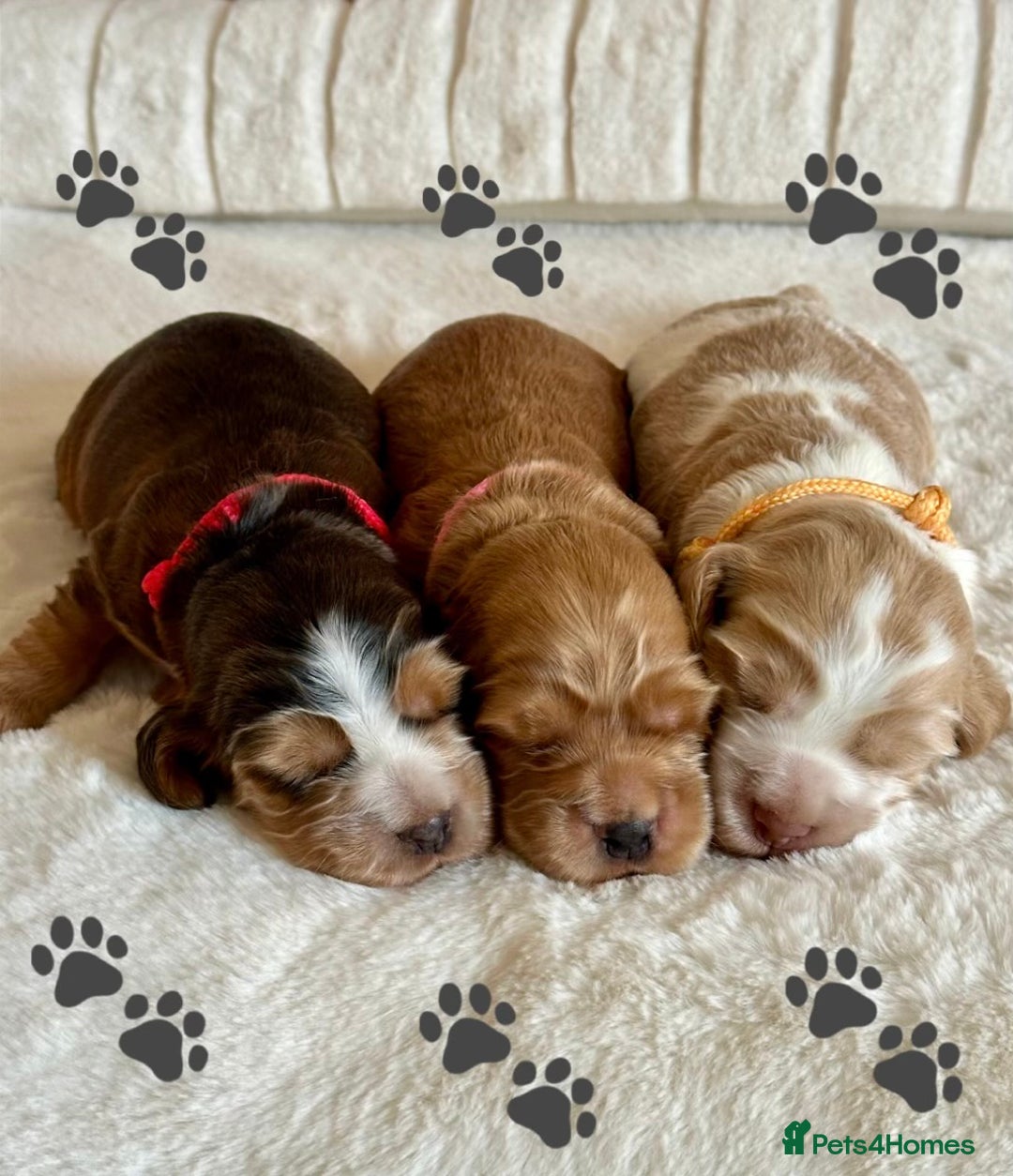 Cocker Spaniel dogs for sale: Extensively Health Tested KC Reg Puppies  - Advert 3