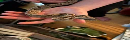 Boa Snake reptiles for sale: Boa constrictor - Advert 2