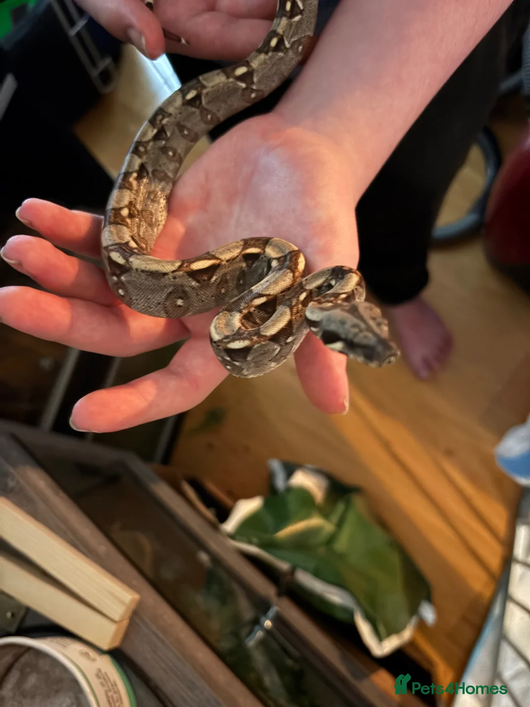 Boa Snake reptiles for sale: Boa constrictor - Advert 2