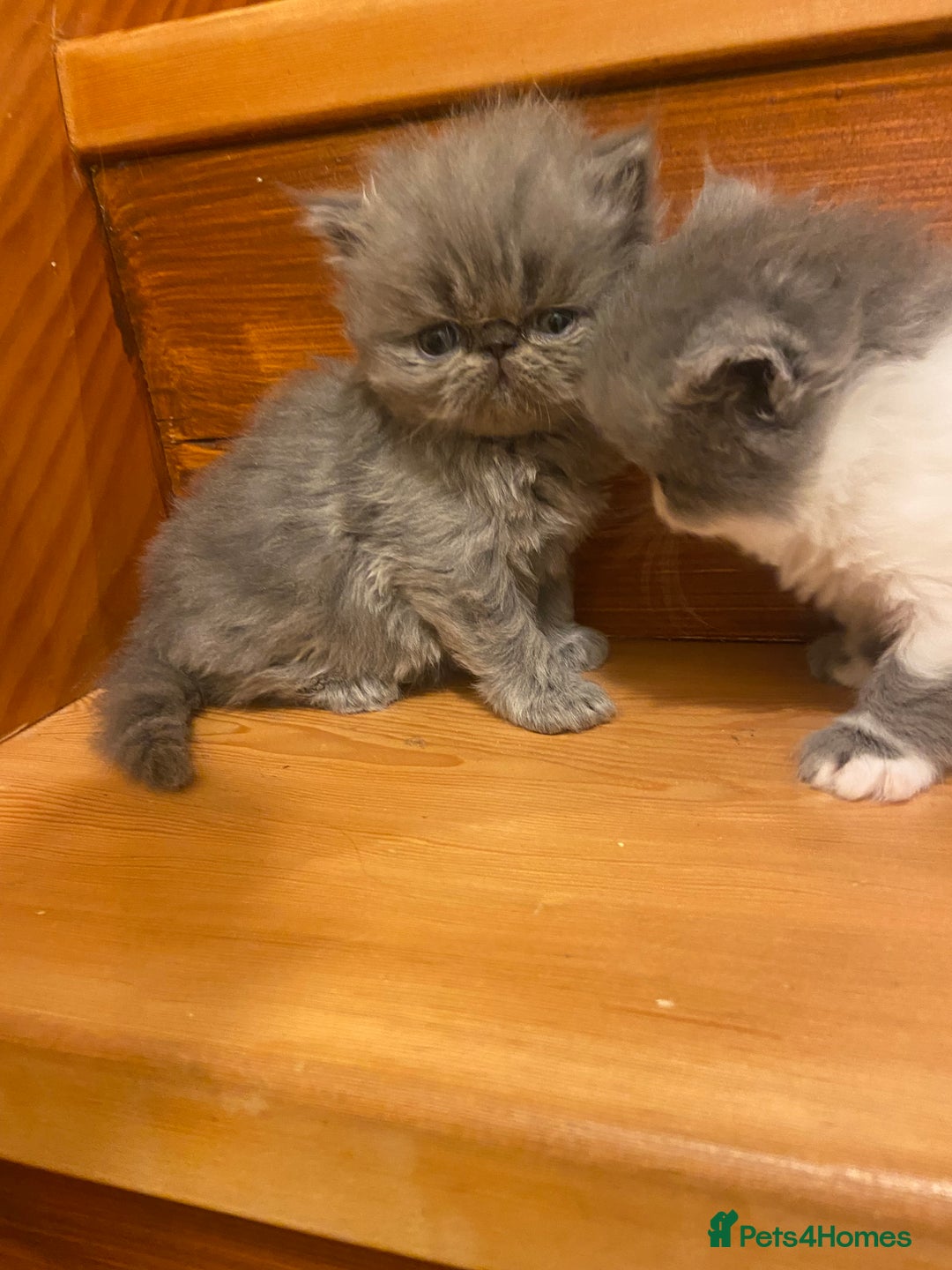 Persian cats for sale: Stunning pedigree Persian kittens - Advert 17