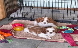 Cavalier King Charles Spaniel dogs for sale: K C Reg Fully Vaccinated  - Image 5