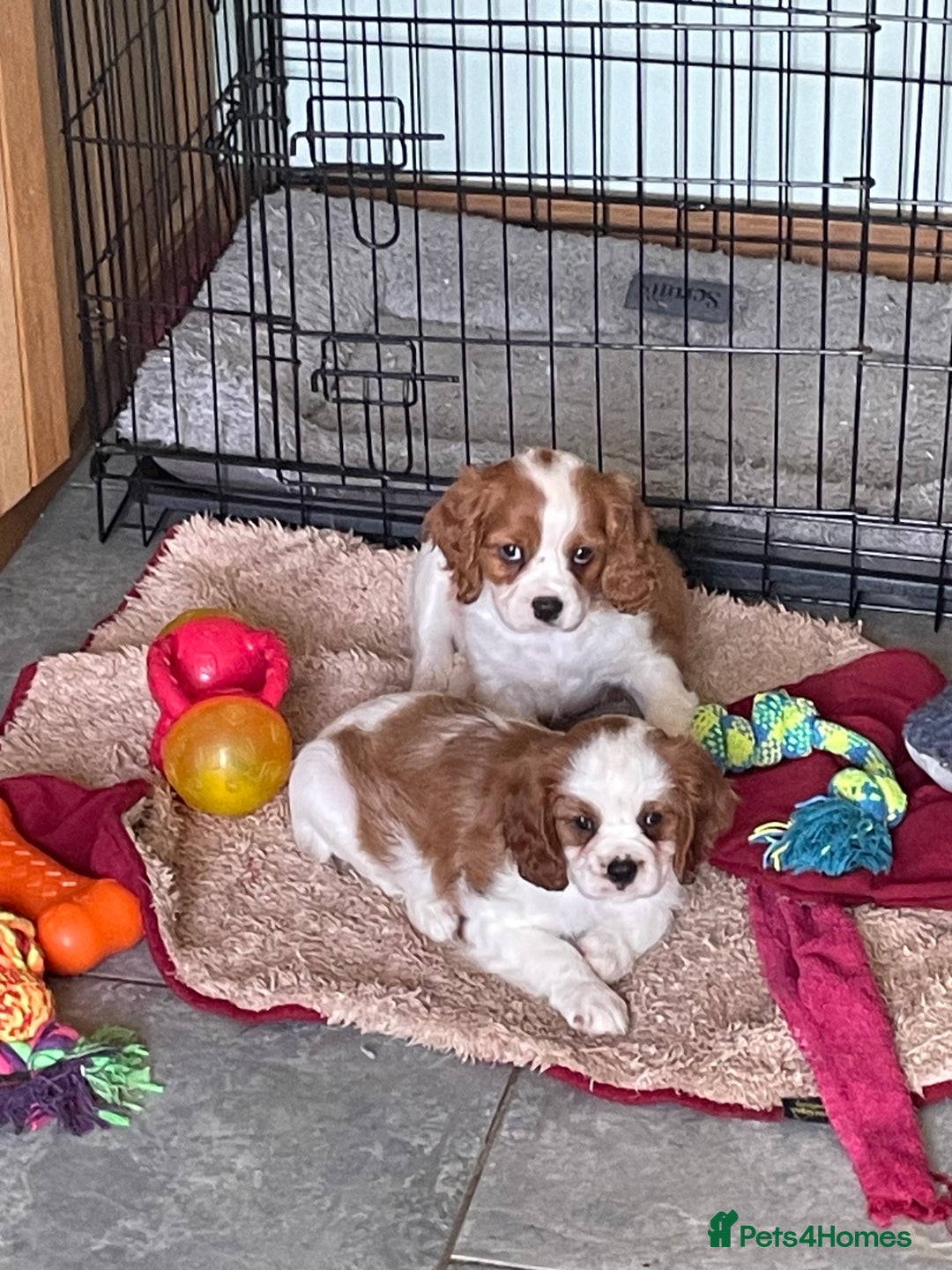 Cavalier King Charles Spaniel dogs for sale: K C Reg Fully Vaccinated  - Image 5