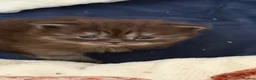 Persian cats for sale: Chinchilla Persian kittens  - Advert 1