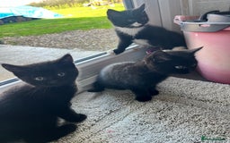 Mixed Breed cats for sale: Kittens for sale  - Advert 22