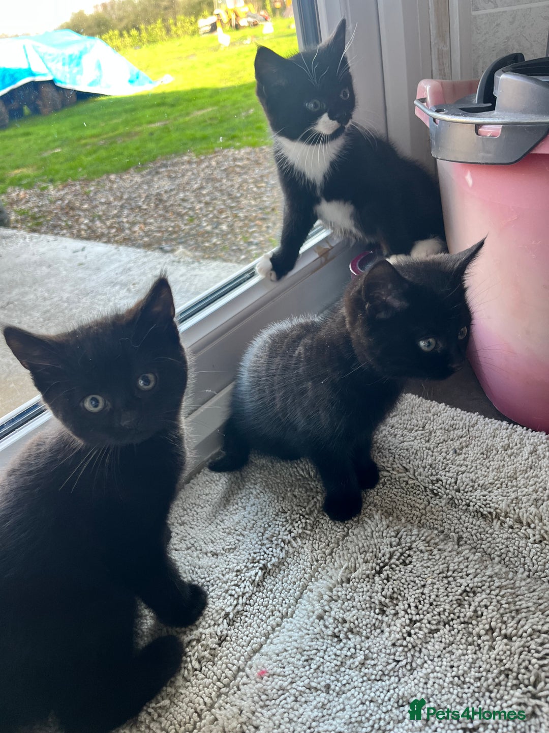 Mixed Breed cats for sale: Kittens for sale  - Advert 22