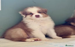 Australian Shepherd dogs for sale: Superbly Bred, Top Quality Pups - Image 4