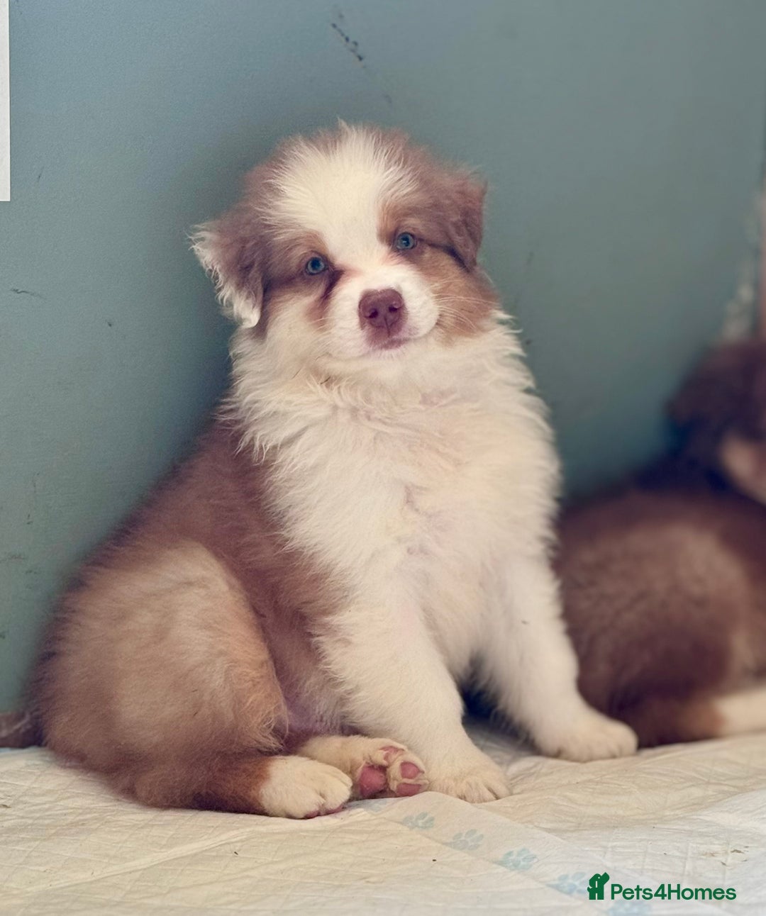Australian Shepherd dogs for sale: Superbly Bred, Top Quality Pups - Image 4