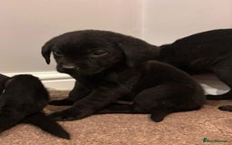 Labrador Retriever dogs for sale: Fabulous Labrador puppies  - Advert 4