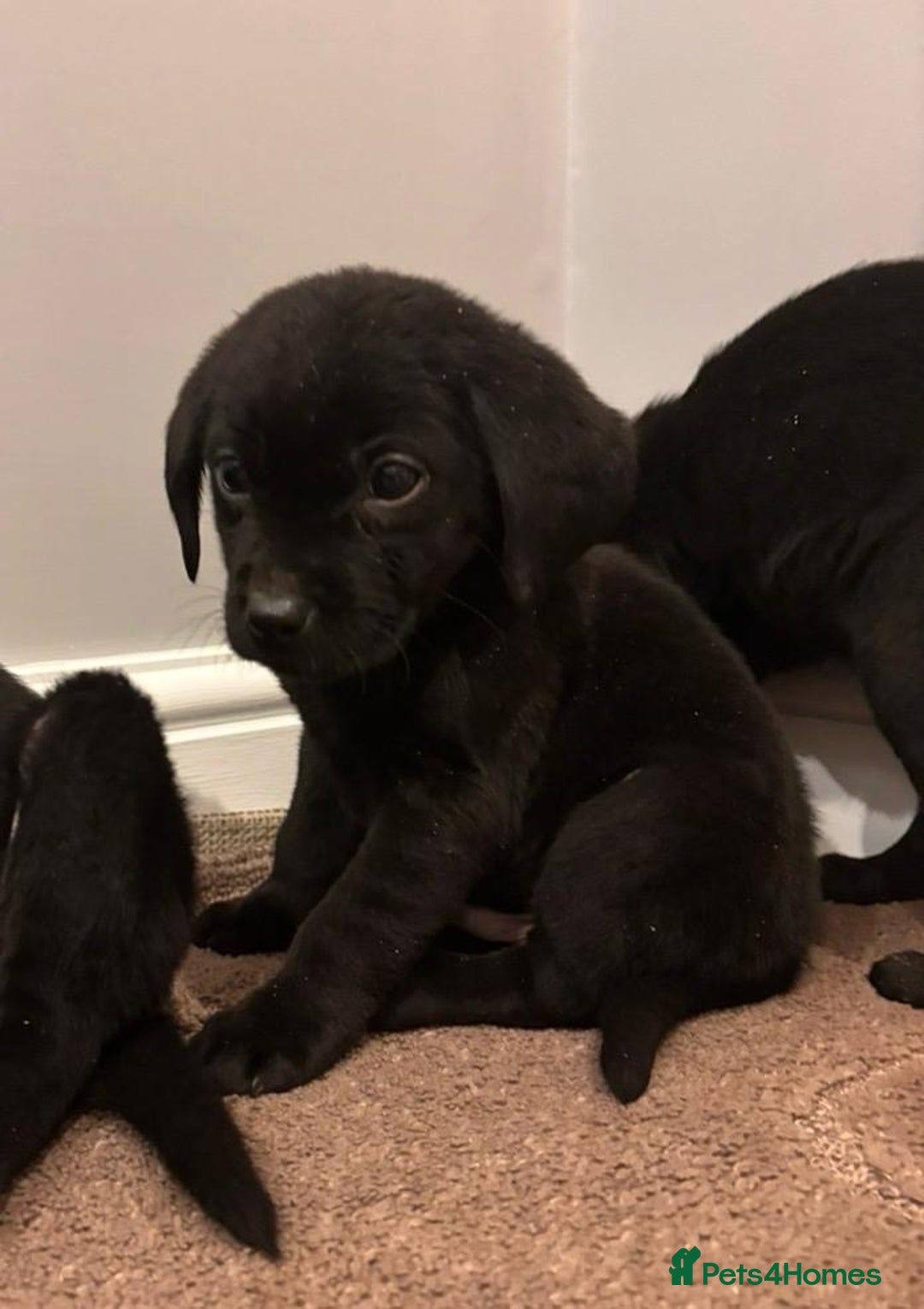 Labrador Retriever dogs for sale: Fabulous Labrador puppies  - Advert 4