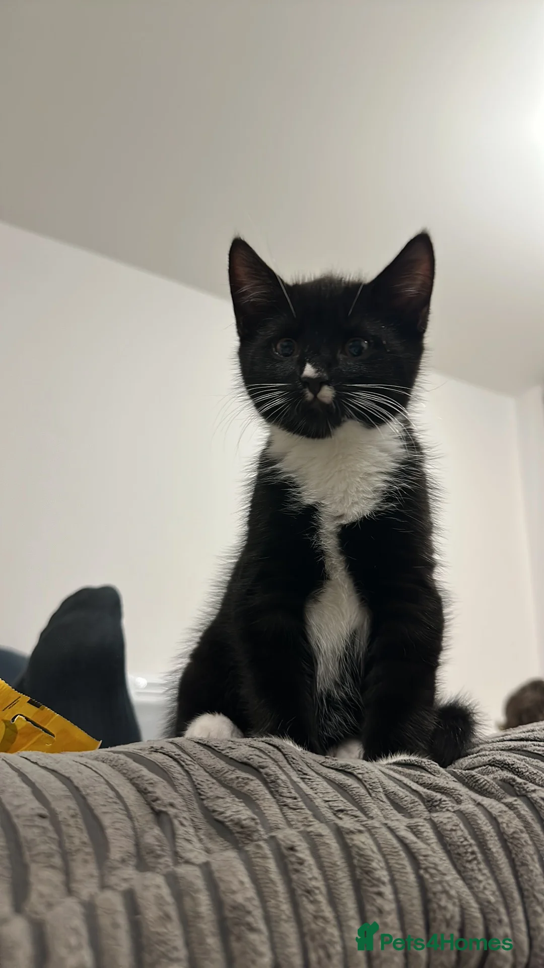 British Shorthair cats for sale: Cat looking for new home in Farnham - Advert 9