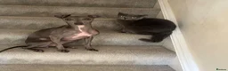 Italian Greyhound dogs for sale: Stunning litter of Italian greyhounds  in Stanley - Advert 3