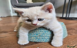 British Shorthair cats for sale: Last gorgeous boy left - Image 5