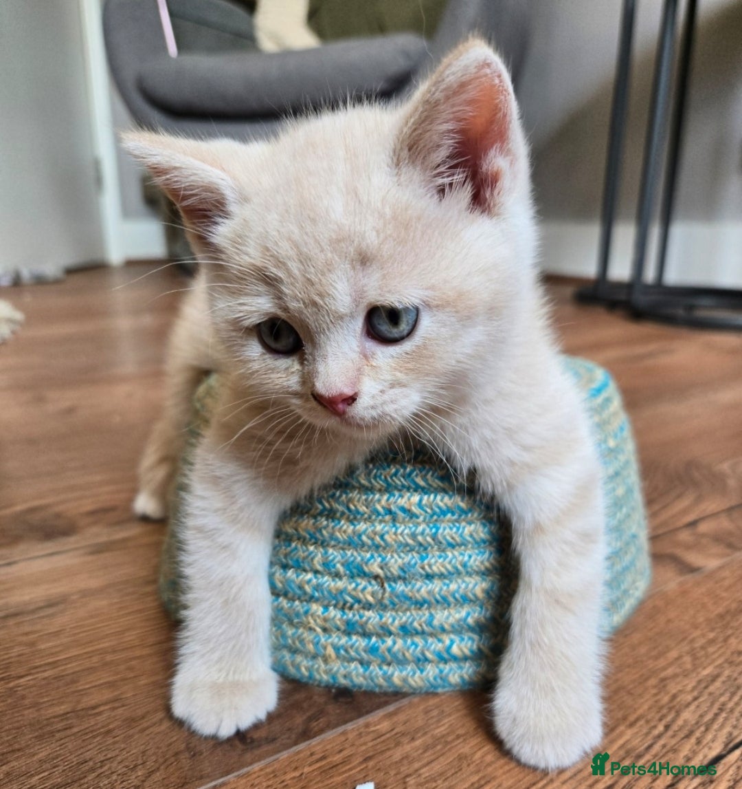 British Shorthair cats for sale: Last gorgeous boy left - Image 5