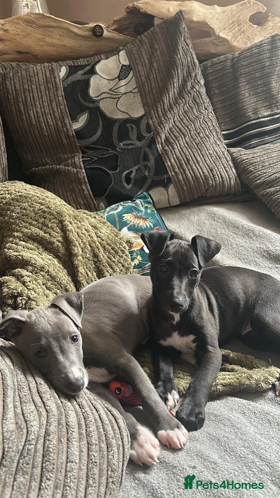 Mixed Breed dogs for sale: Italian greyhound/whippet in Maryport - Advert 3