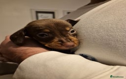 Miniature Dachshund dogs for sale: ❤️ 🐕 Miniature Dachshunds  - Image 14