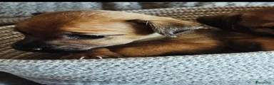 Jack Russell 1