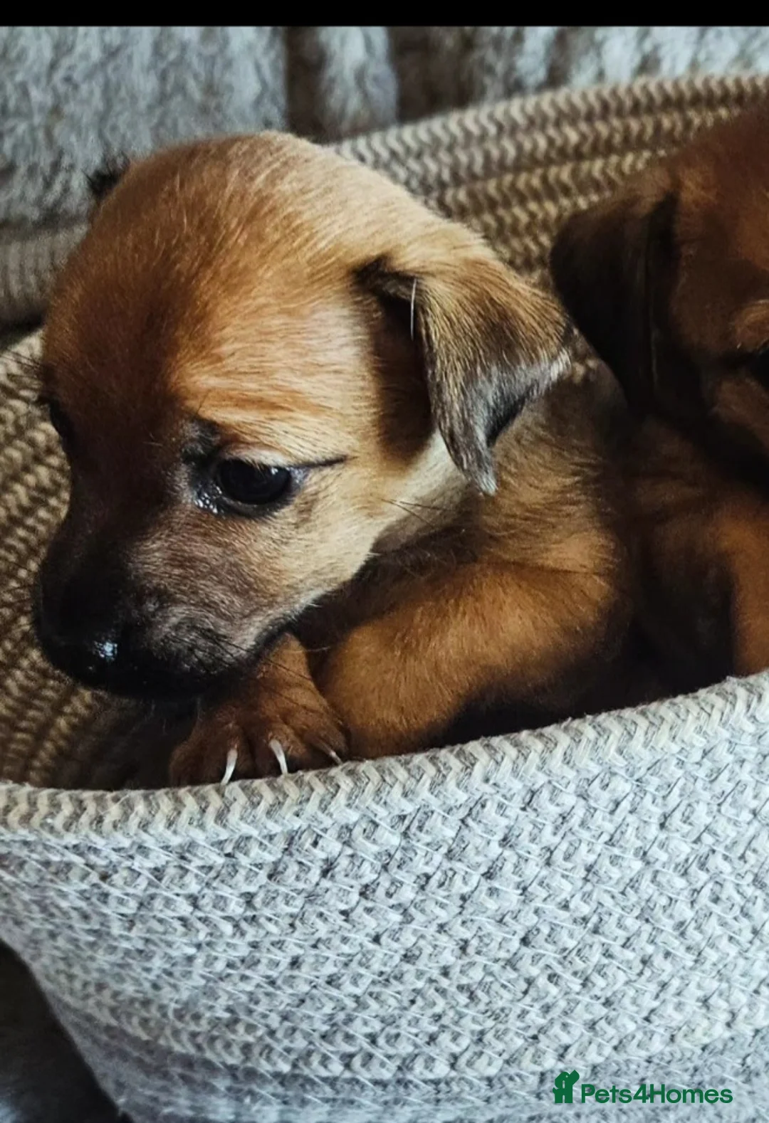 Jack Russell dogs for sale: Last male JRT to find he's forever home  - Advert 7