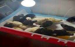 Chickens poultry for sale: Day old chicks - Image 1