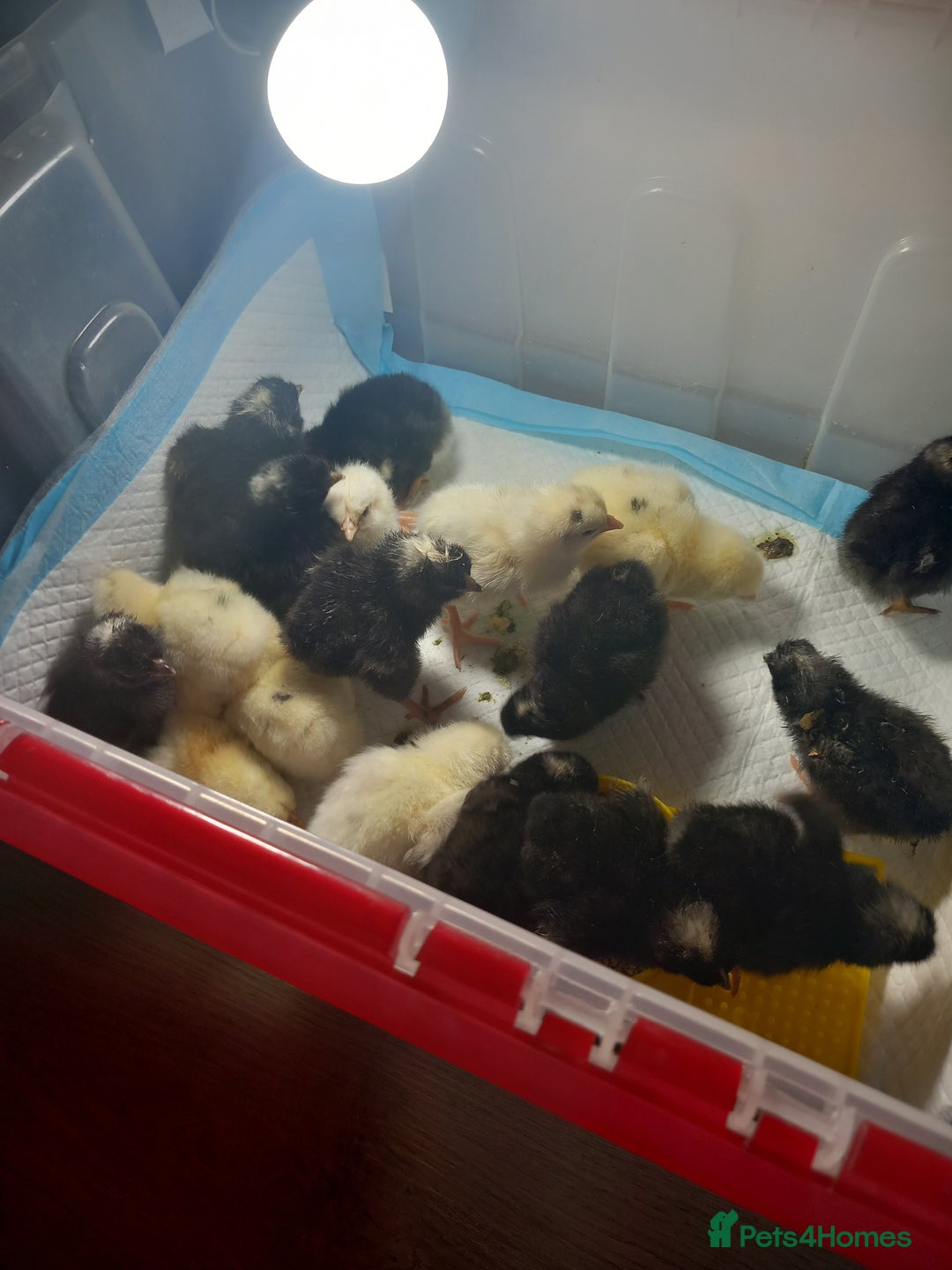 Chickens poultry for sale: Day old chicks - Image 1