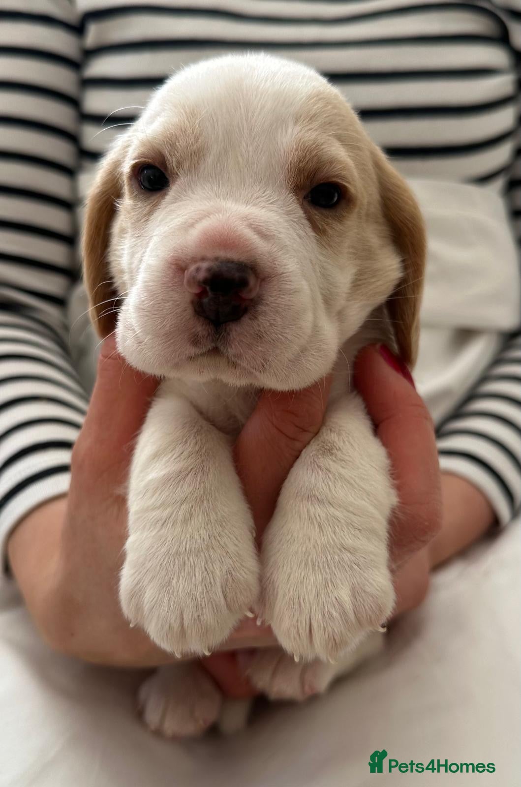 Beagle dogs Charterwood/Duffose Show win Kc registered, ,,   - Advert 8