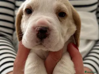 Beagle dogs Charterwood/Duffose Show win Kc registered, ,, - Advert 8