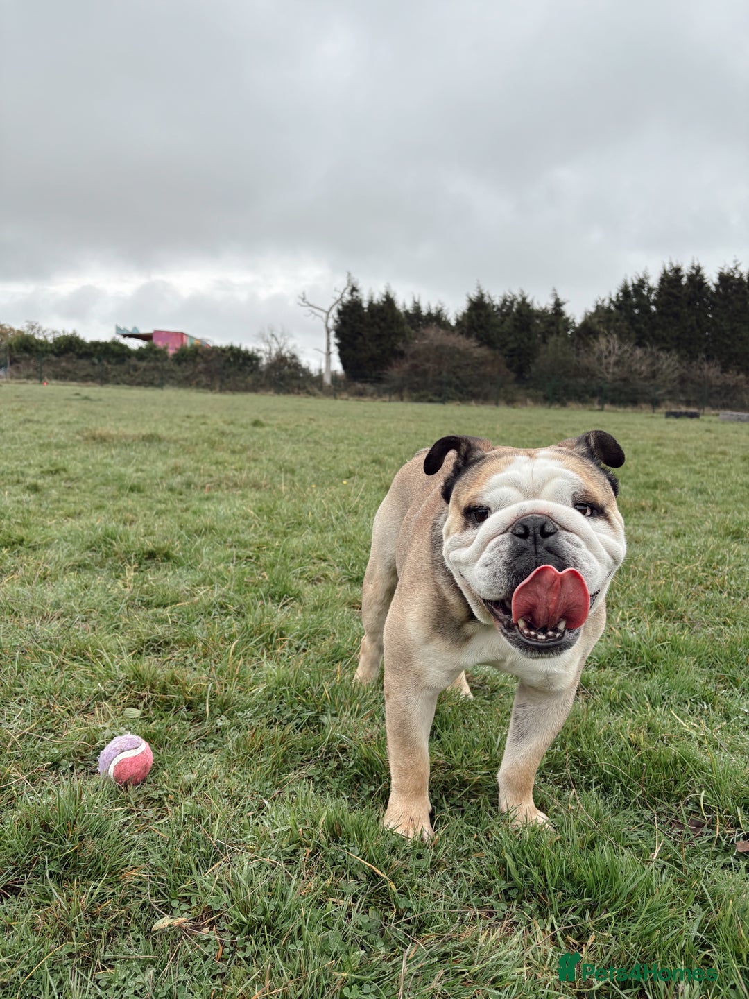 English Bulldog dogs for stud: Proven KC English Bulldog for Stud - Advert 1