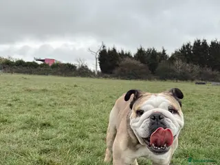 English Bulldog dogs KC English Bulldog for Stud - Advert 24