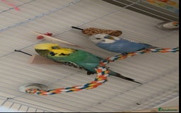 Budgerigars birds for sale: 2 budgies  - Image 2