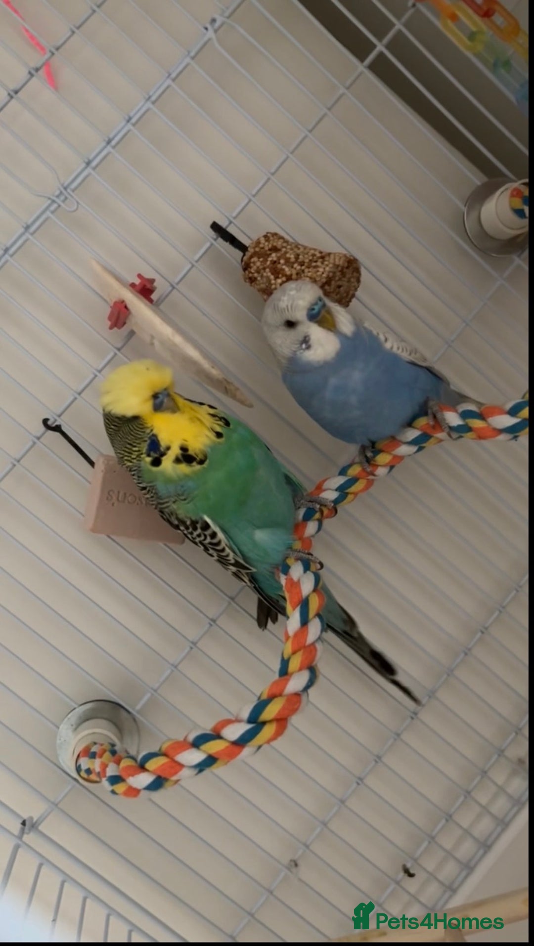 Budgerigars birds for sale: 2 budgies  - Image 2