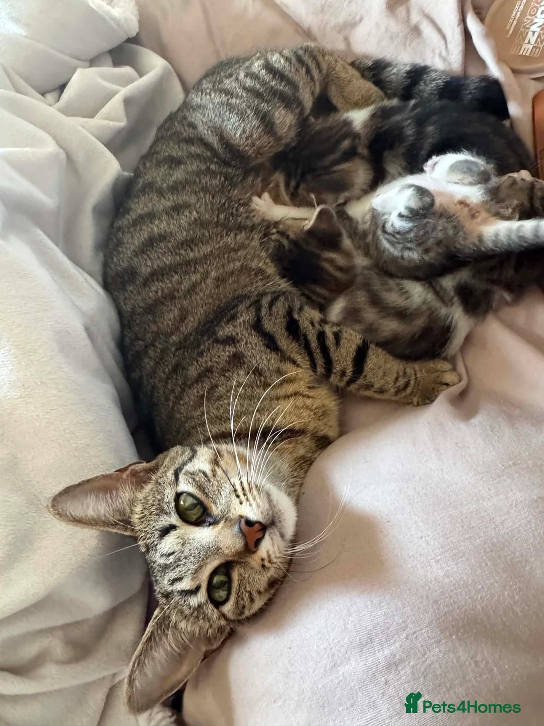 Mixed Breed cats for sale: 4 cats for rehome - Advert 2