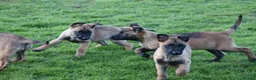 Belgian Shepherd Dog dogs for sale: Pups from JPMANK9  - Advert 25