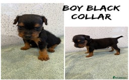 Lakeland Terrier dogs for sale: Lakeland terrier puppies  - Image 7