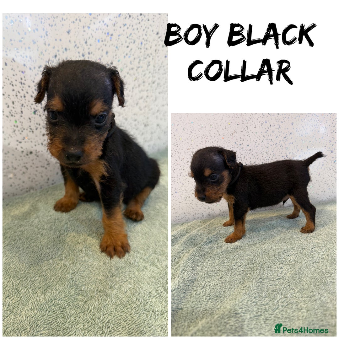 Lakeland Terrier dogs for sale: Lakeland terrier puppies  - Image 7
