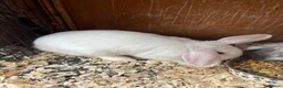 Mini Lop rabbits for sale: Early Summer 2026 - Advert 12