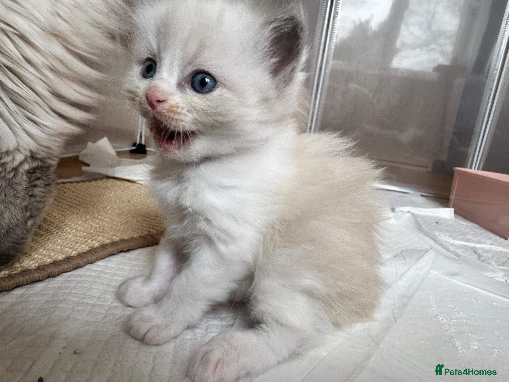 Ragdoll cats Ragdoll kittens 1 male 2 females left  - Advert 1