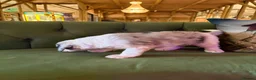 Sheepadoodle dogs for sale: Sheepadoodle Puppies Available  - Advert 3