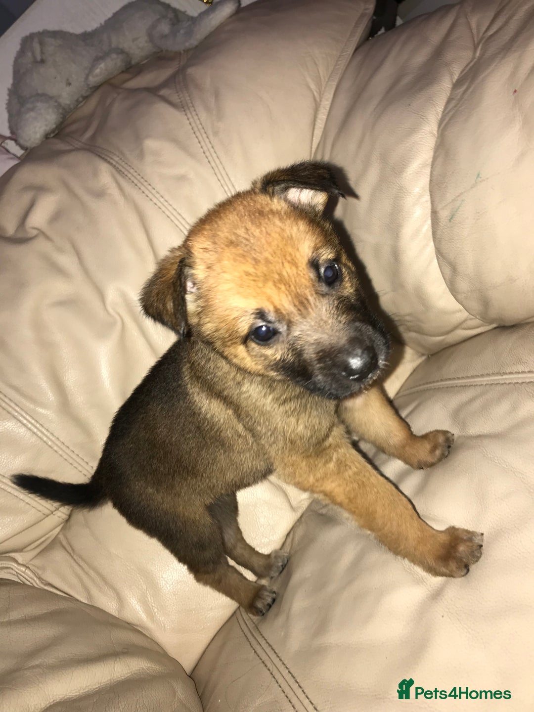 Belgian Shepherd Dog dogs for sale: Belgian Malinois puppy’s  - Image 30