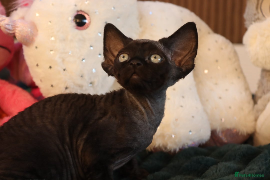 Devon Rex cats for sale: 🎉❤️Beautiful and healthy Devon Rex boy❤️🎉 - Advert 7