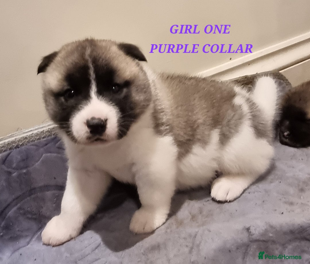 Akita dogs for sale: Akita puppies ready 7th December - Advert 16