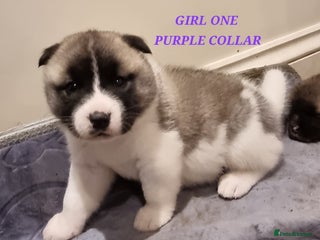 Akita dogs for sale: Akita puppies ready 7th December - Advert 1
