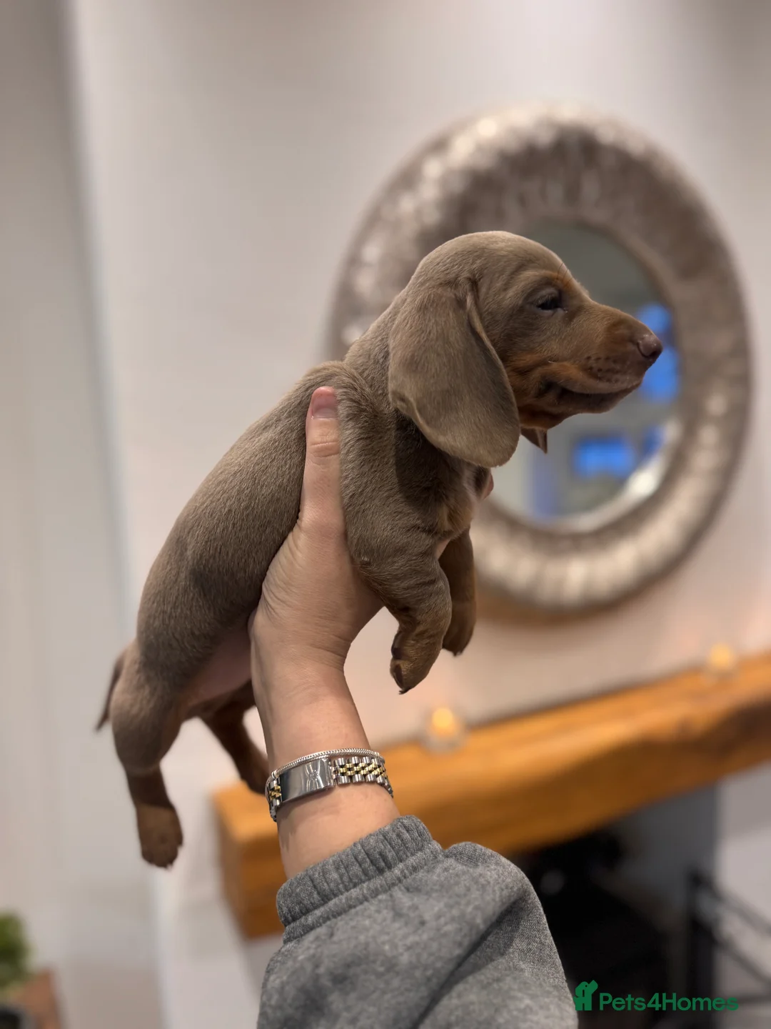 Miniature Dachshund dogs for sale: Miniature dachshund  - Advert 4