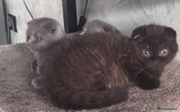 Scottish Fold cats for sale: Scotish kitten  - Image 19
